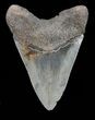 Serrated, Megalodon Tooth - Georgia #72801-2